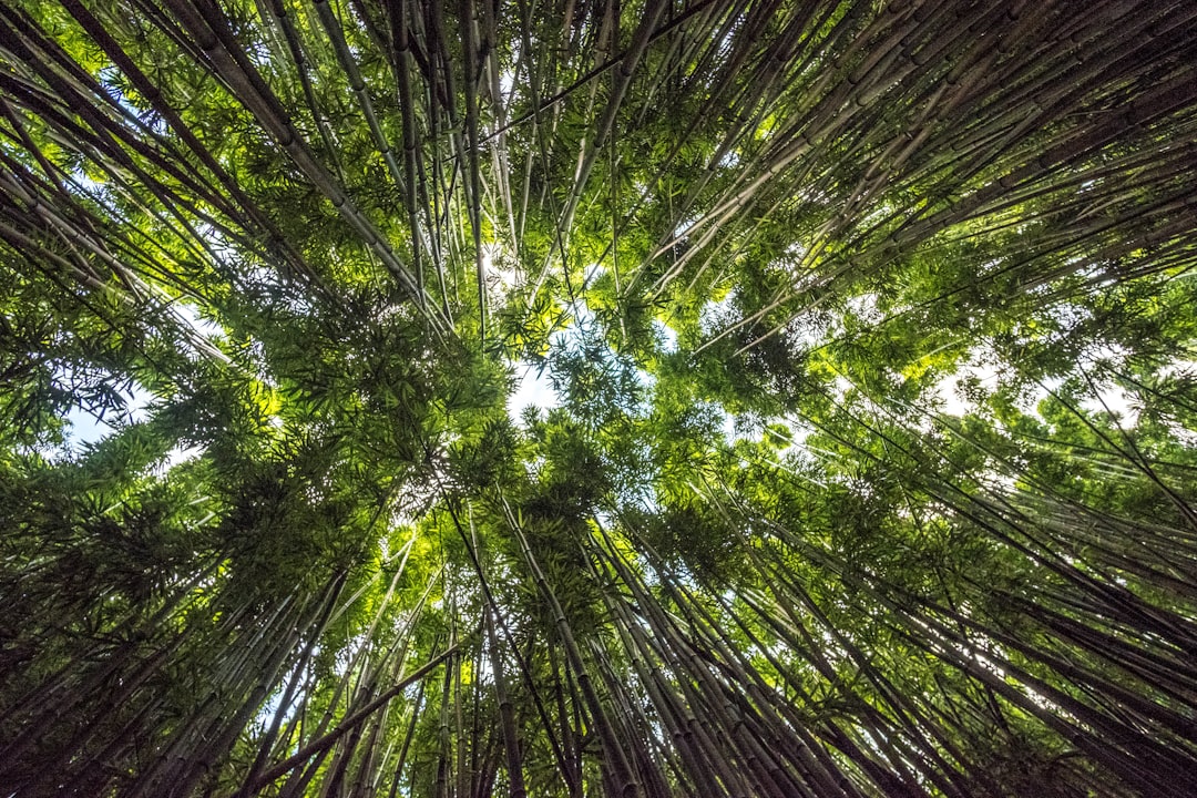 Growth
