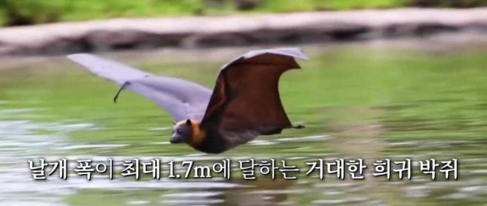 황금볏과일박쥐 날개폭은 1.7m