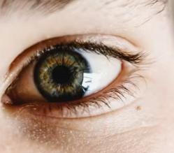 씀바귀 효능과 부작용 먹는법 고르는법