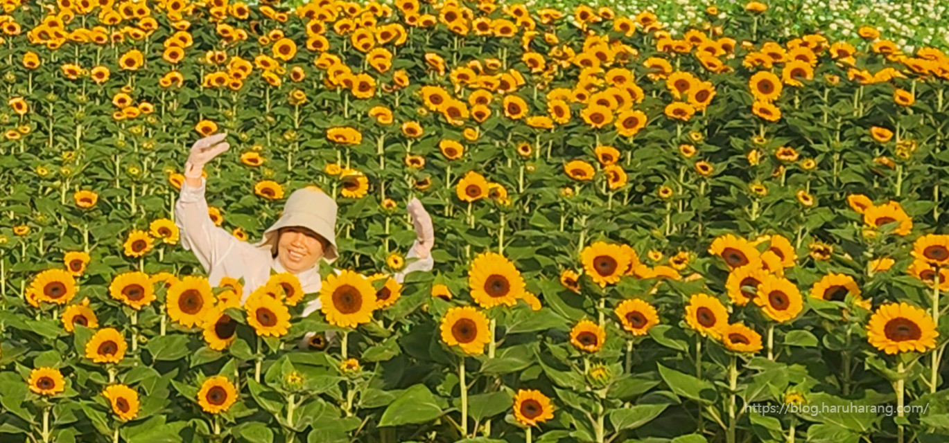 첨성대 해바라기 꽃밭