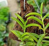 파비플로라 효능 부작용