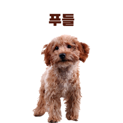 푸들(Poodle) 이미지