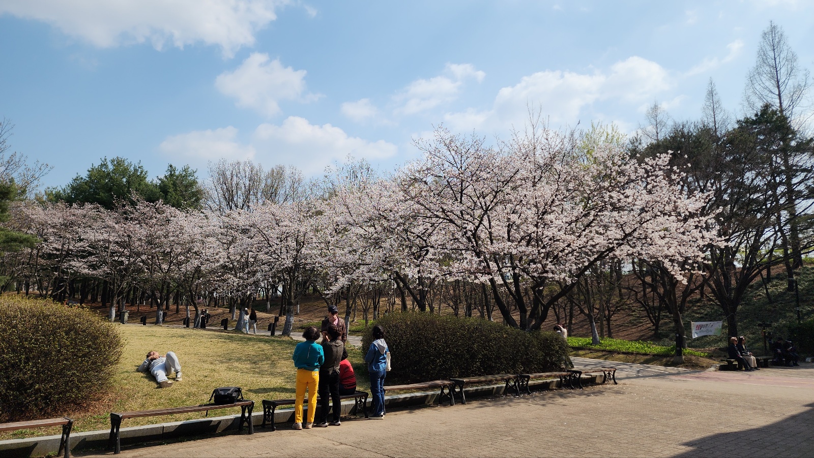 일산호수공원 벚꽃 개화 현황