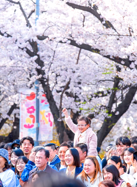 여의도 벚꽃축제
