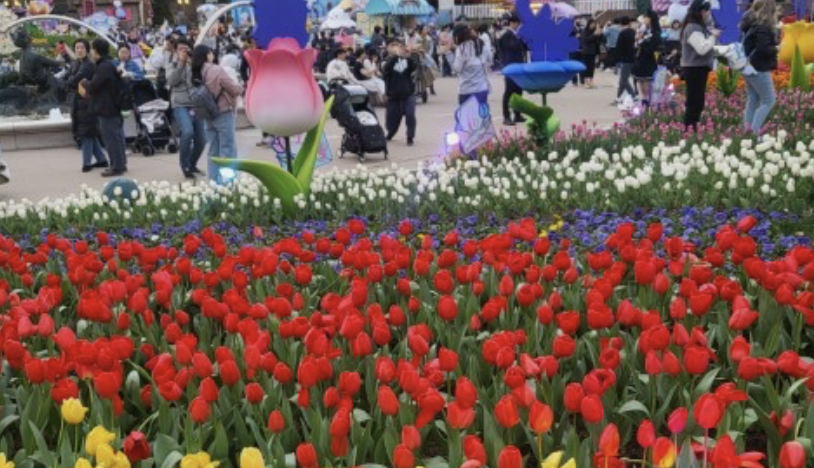 에버랜드 튤립축제 주차장