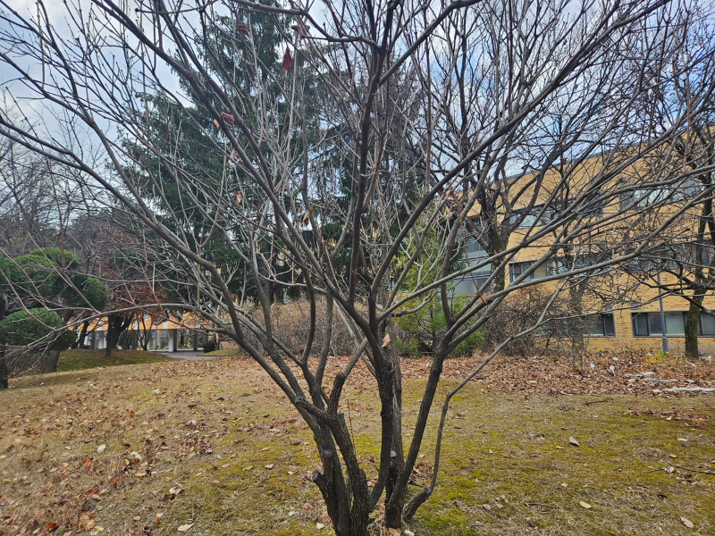 수수꽃다리 수형2