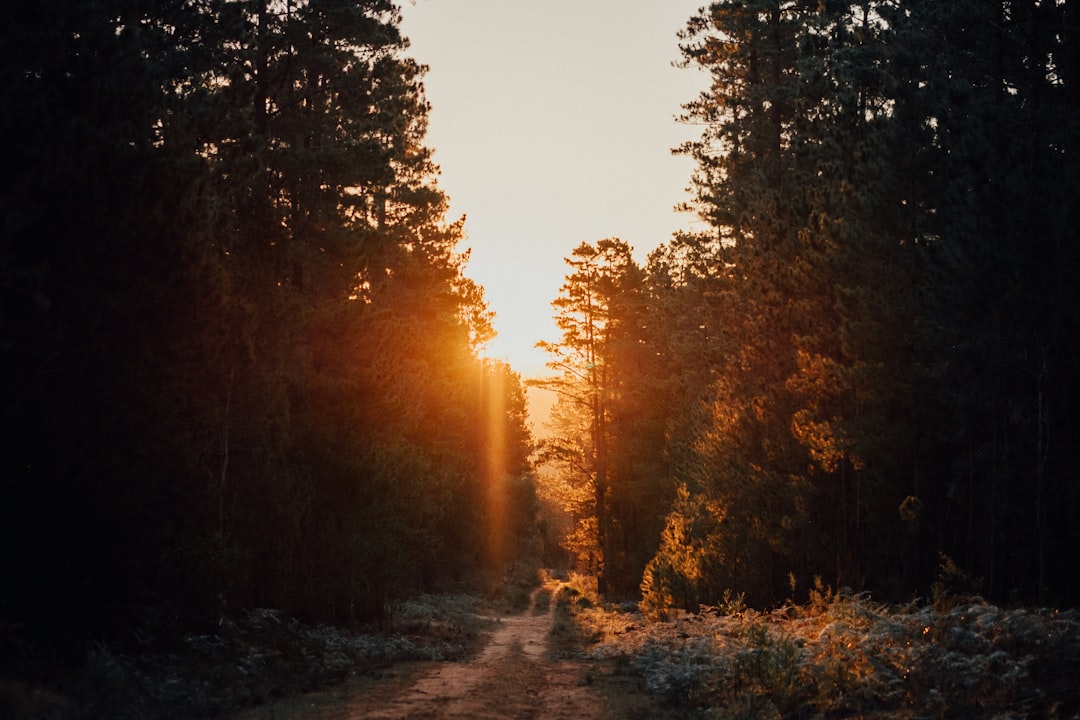 Forestry