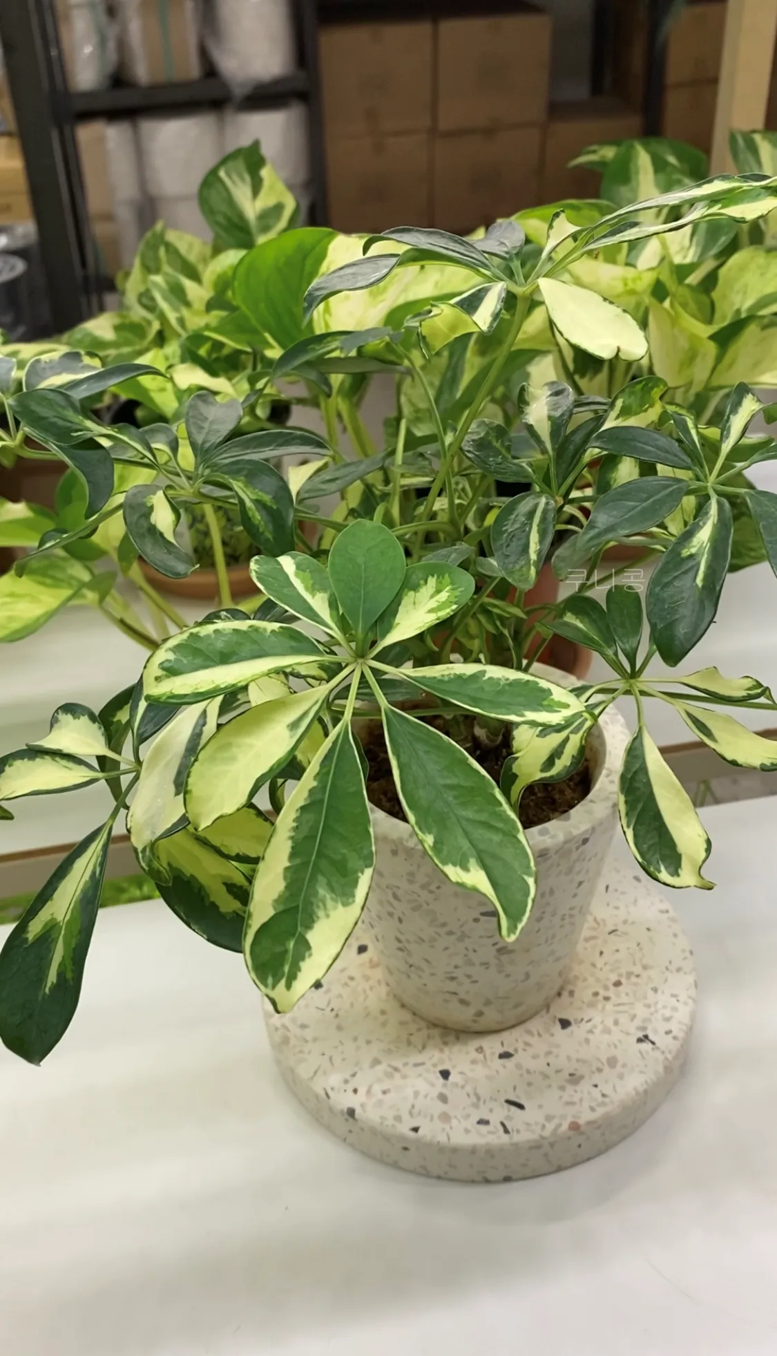 성수동-식집사-갈만한-곳-추천,-식물-구경하기-좋은-틸테이블