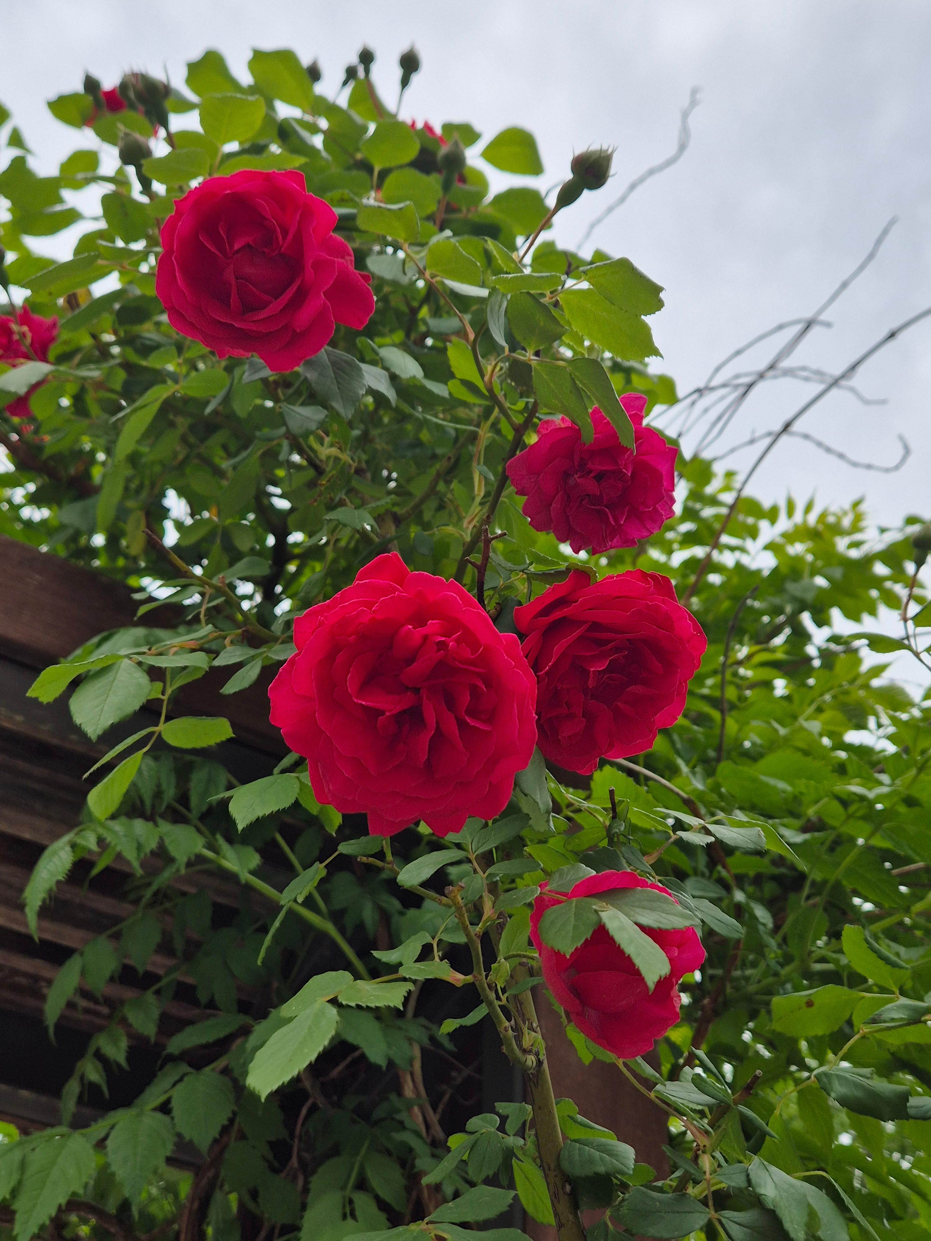 철도박물관 장미 공원