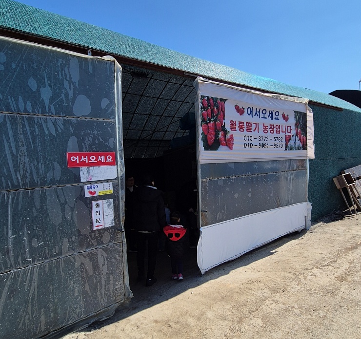 월롱딸기 체험