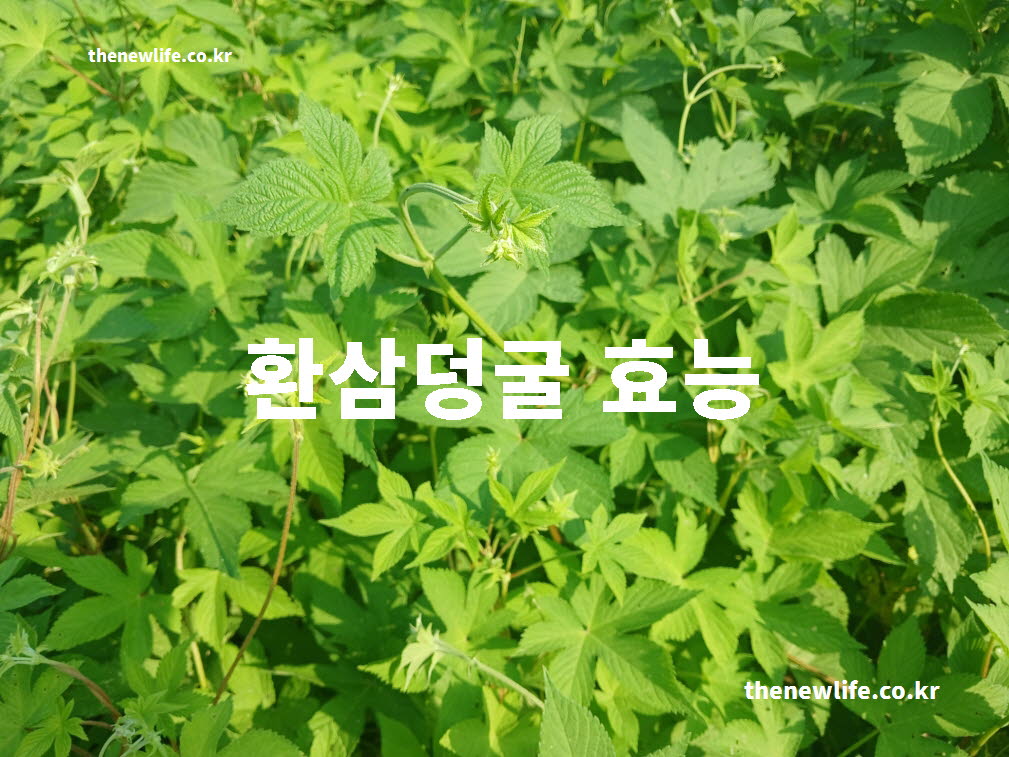 환삼덩굴매 효능 대표 실사진