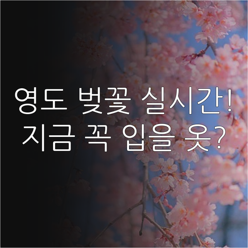 부산 영도 벚꽃 개화 상태별 관람 포..
