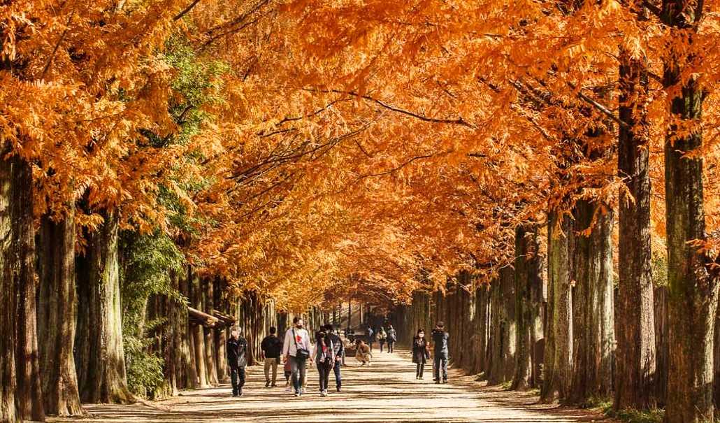 메타세콰이어 길(2)