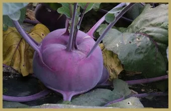 콜라비 재배 모종 선택 빛 관리 당도 높이기_12