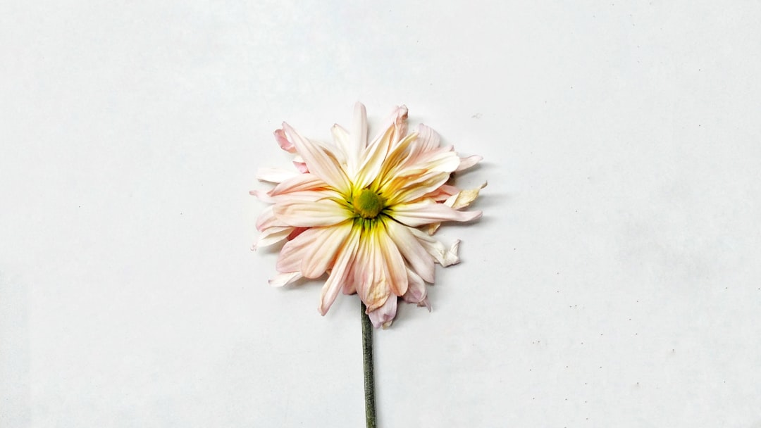 Cornus (the scientific name for the flower commonly known as 山茱萸, or sanseuyu in Korean)