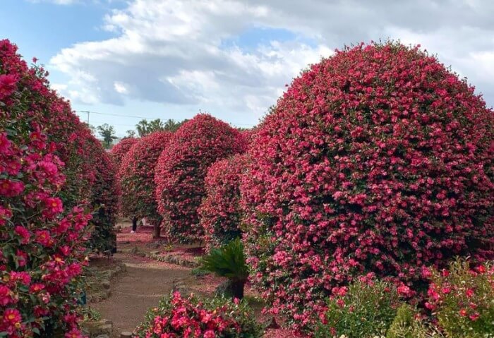 제주 동백수목원