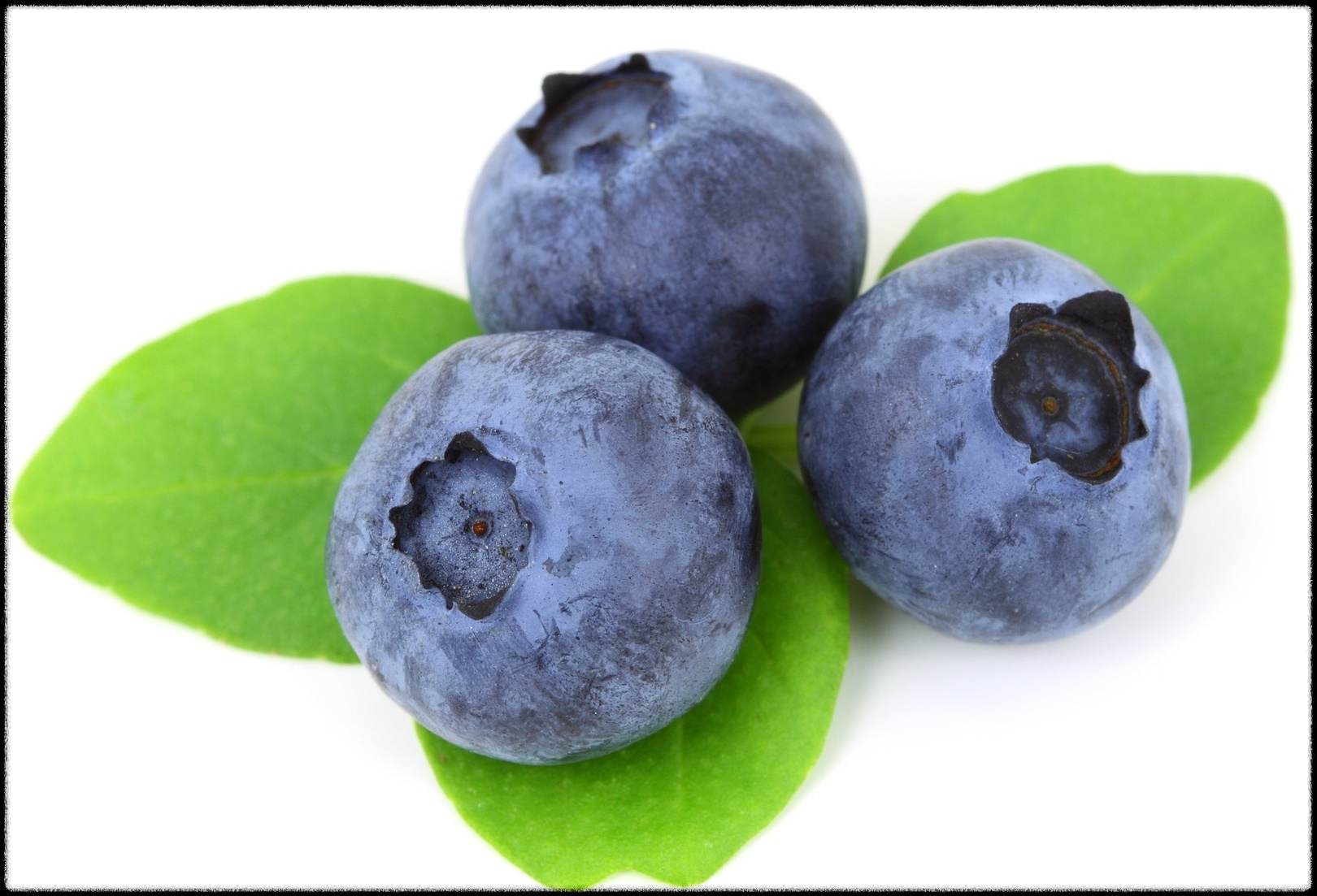 블루베리 효능 이미지_3