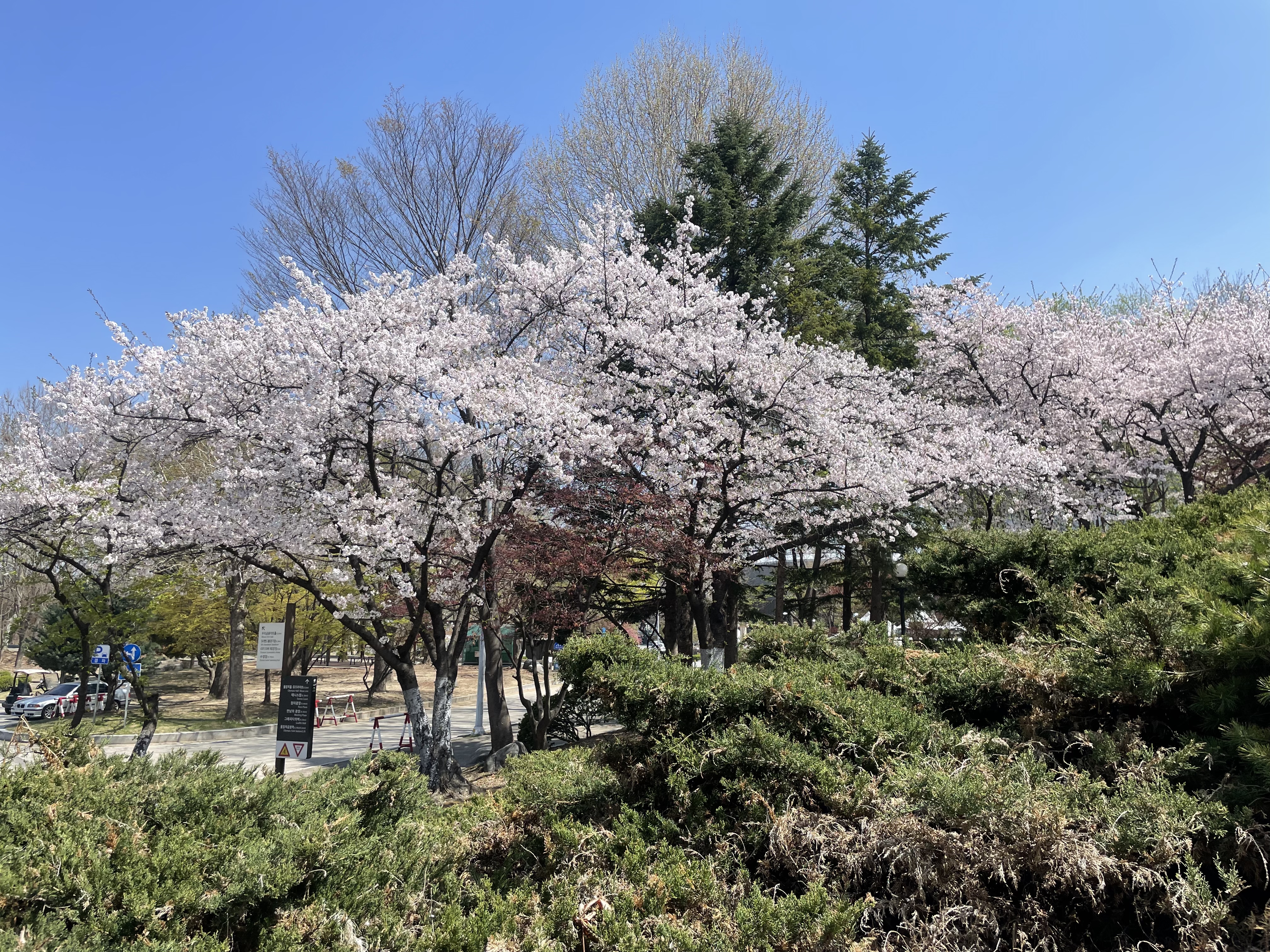 산책은 스트레스 해소에 도움이 된다.