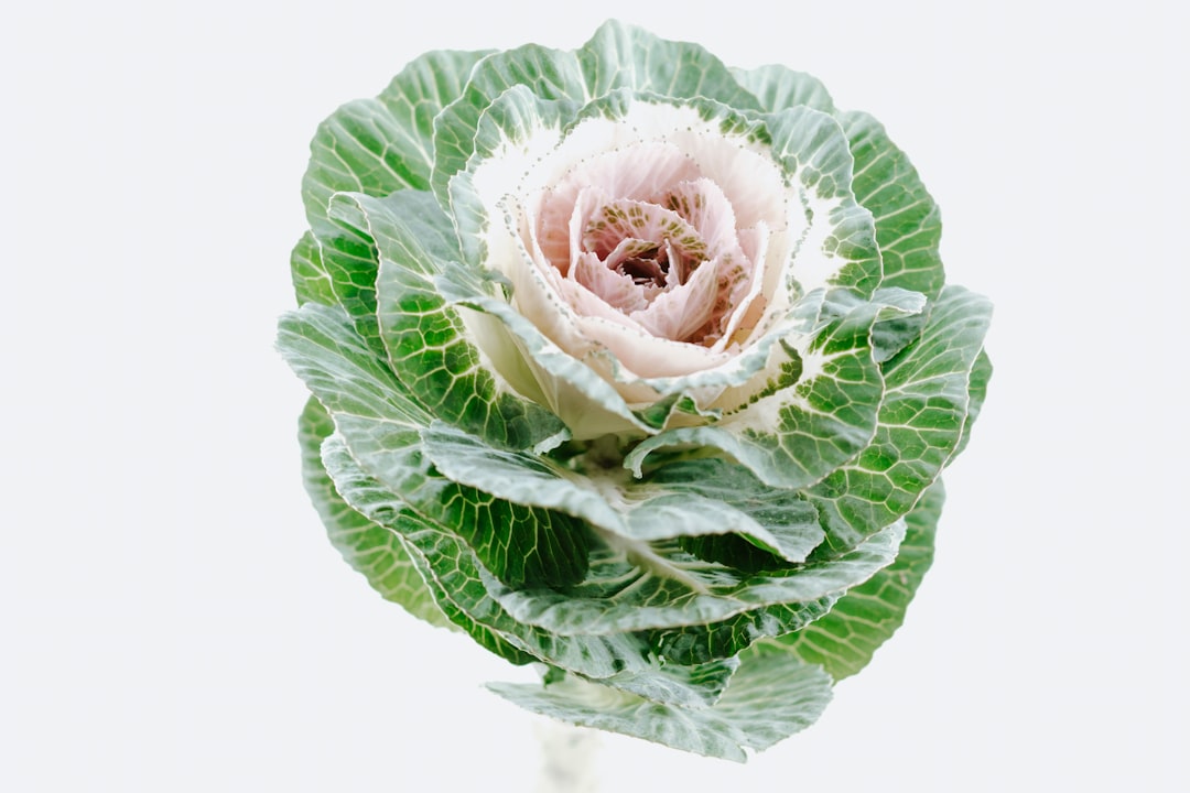 Cabbage