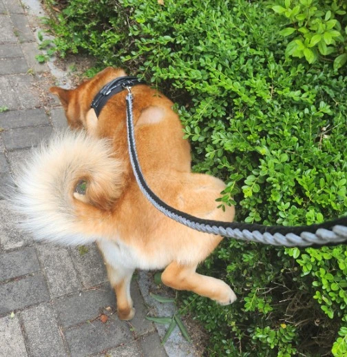 다른 곳에 마킹하는 강아지