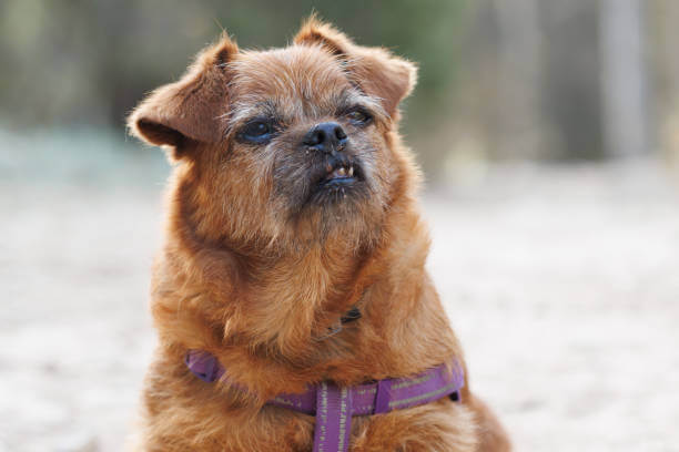 노령견 관리, 꼭 알아야 할 생활 습관과 건강 체크 포인트