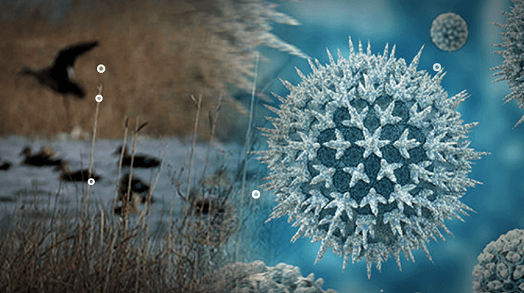 조류인플루엔자