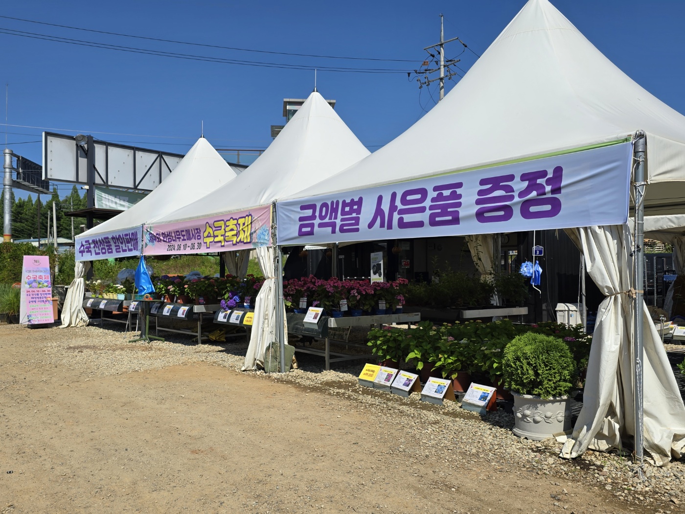 화성나무도매시장 수국죽체 행사중이에요