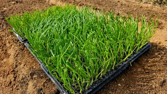 양파 재배 요령 정식 웃거름 도복 수확 건조 포인트_10