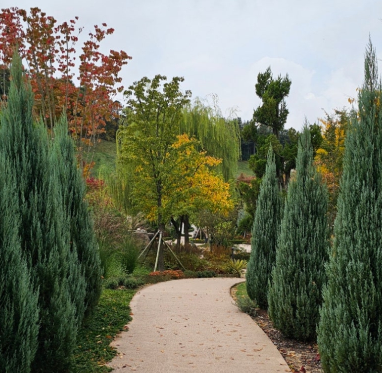 용인/새로운/인기/핫플/용/자작나/숲