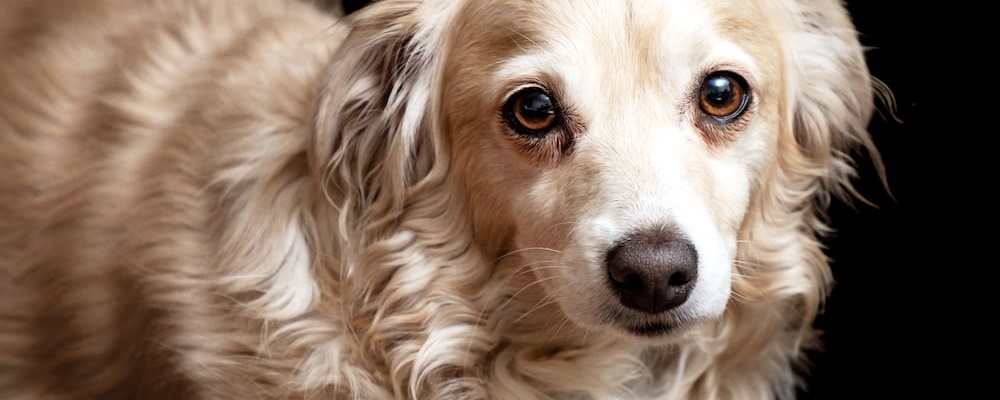 강아지 앉아 훈련 28