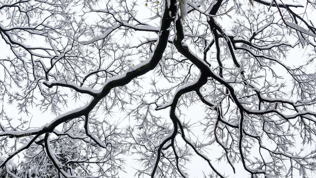 겨울 설경 관련 사진