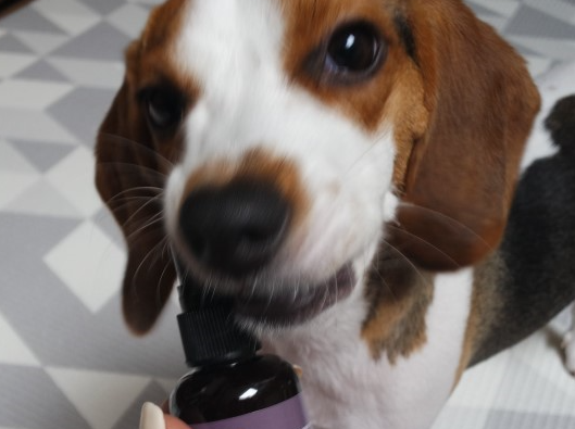 14살 노견 스케일링과 발치 치과 수술 전, 후 관리법