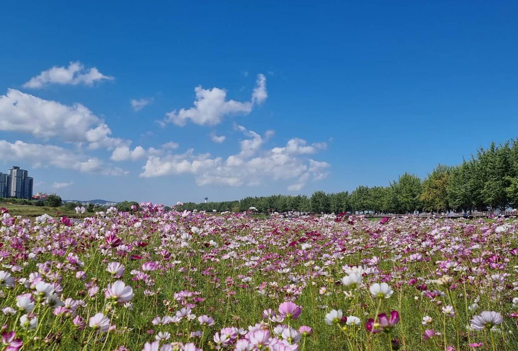 아산 곡교천 은행나무길 (백암리)