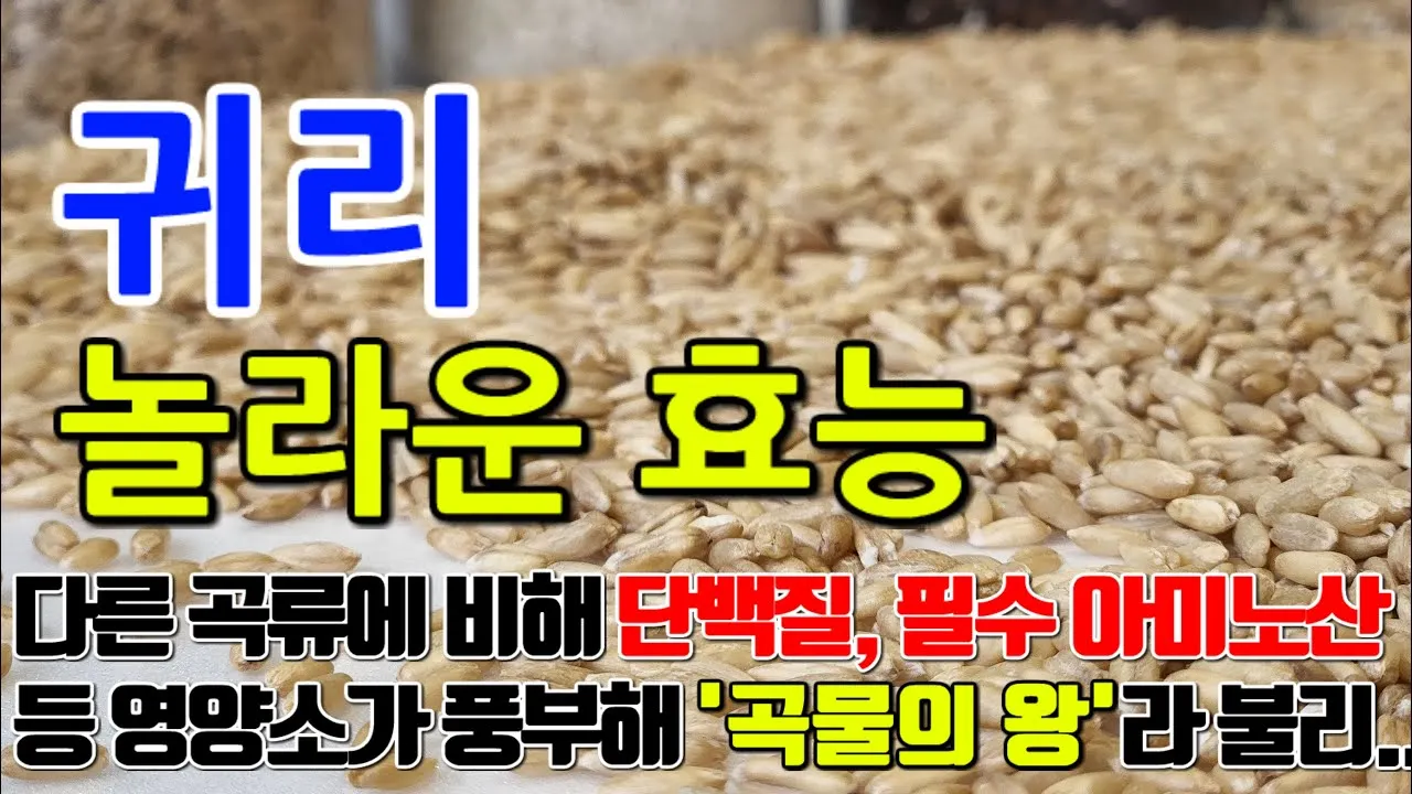 귀리 효능과 부작용 귀리 오트밀 차이점 안내_1