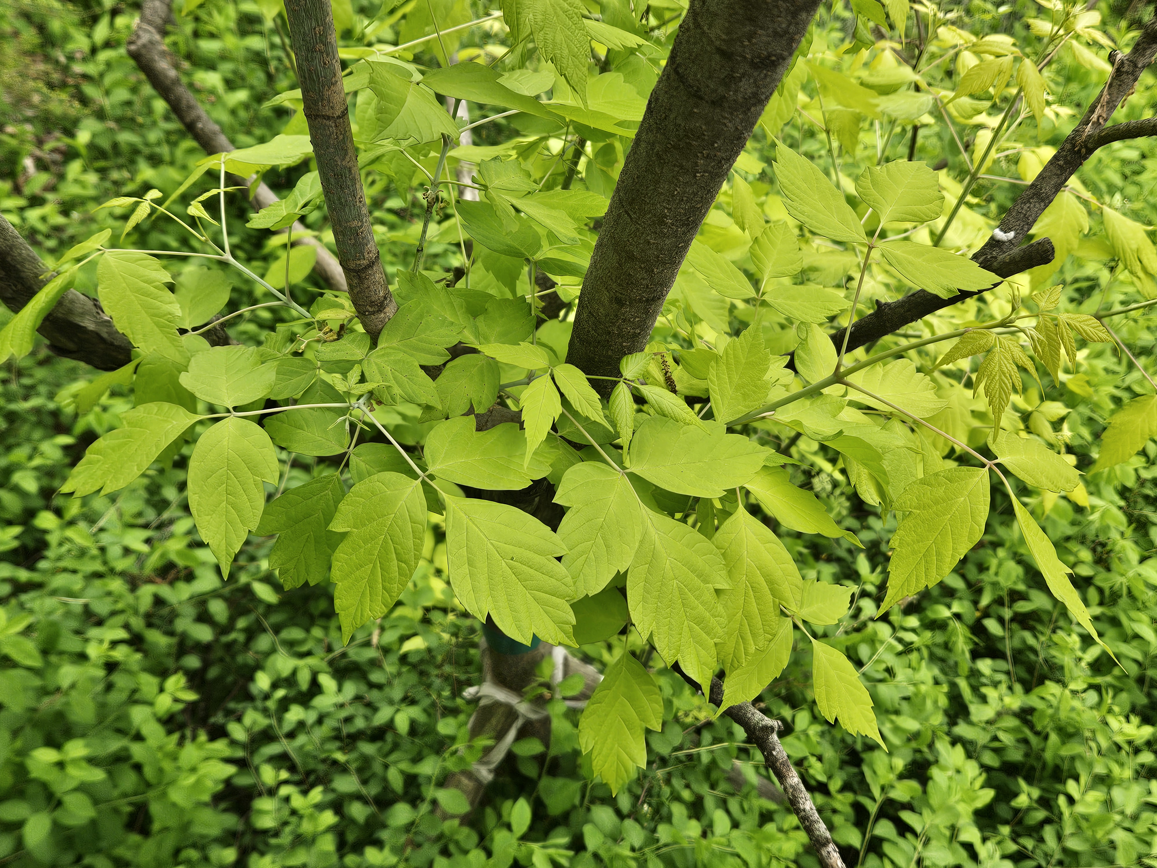 네군도단풍 줄기