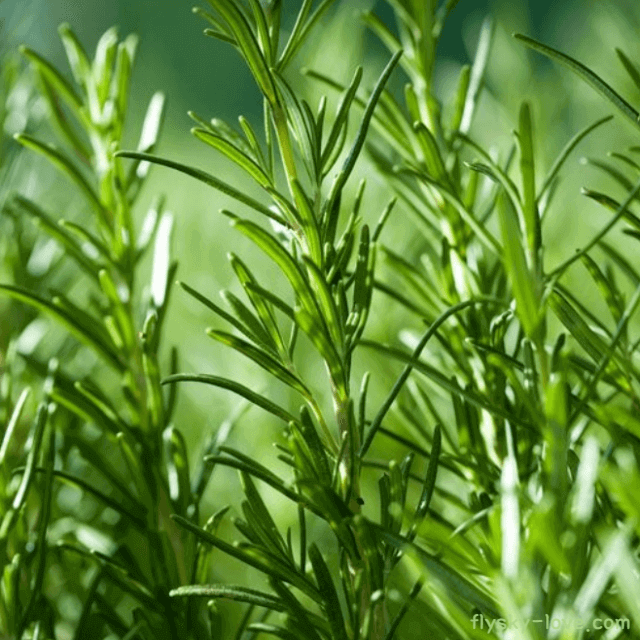 로즈마리 (Rosemary), 로즈마리오일