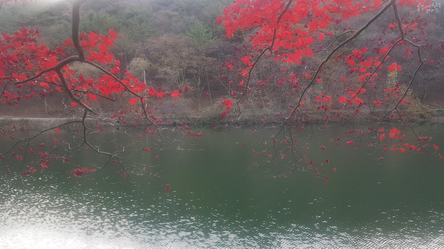 단풍나무와 호수