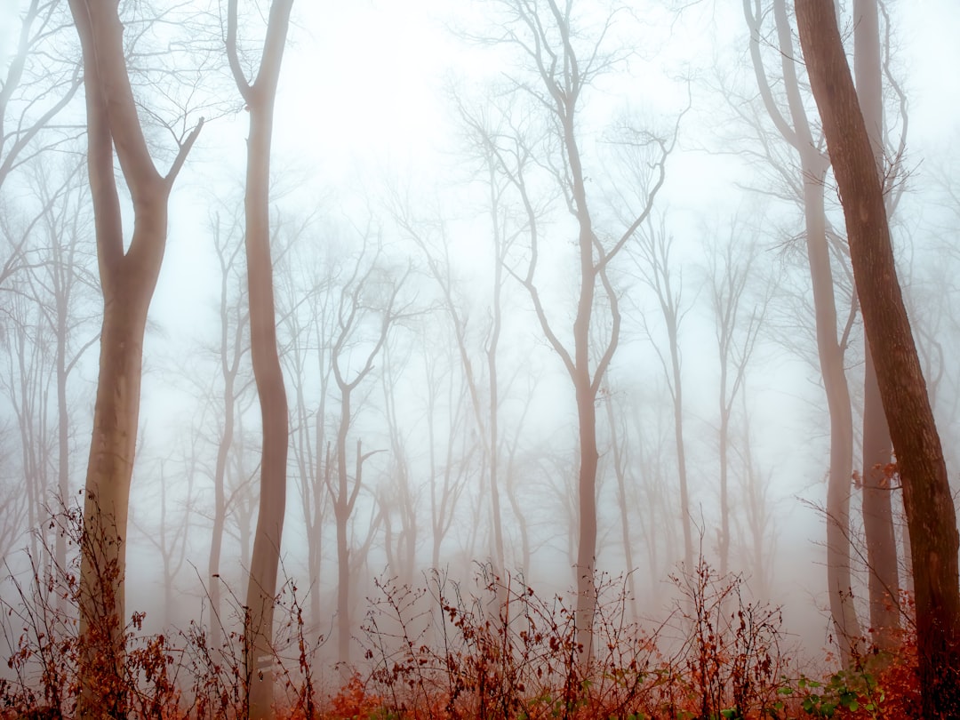Mist