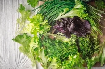 겨자채 재배 발아 빠름 간단한 관리 연속 파종_9