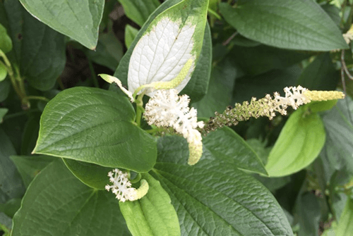 삼백초17