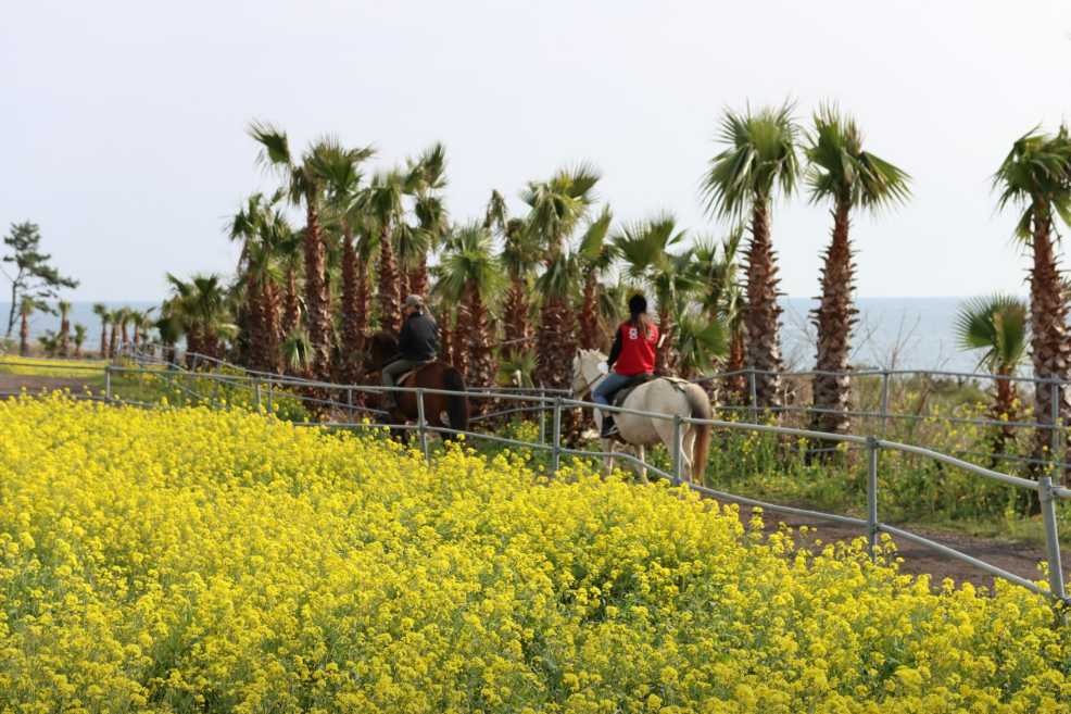제주 승마체험