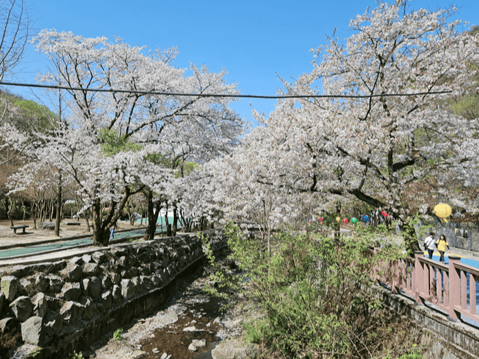 소요산 벚꽃 명소