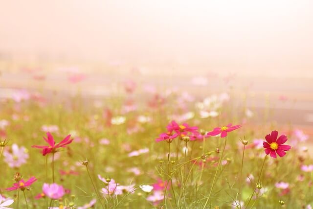 제주 렌트카 