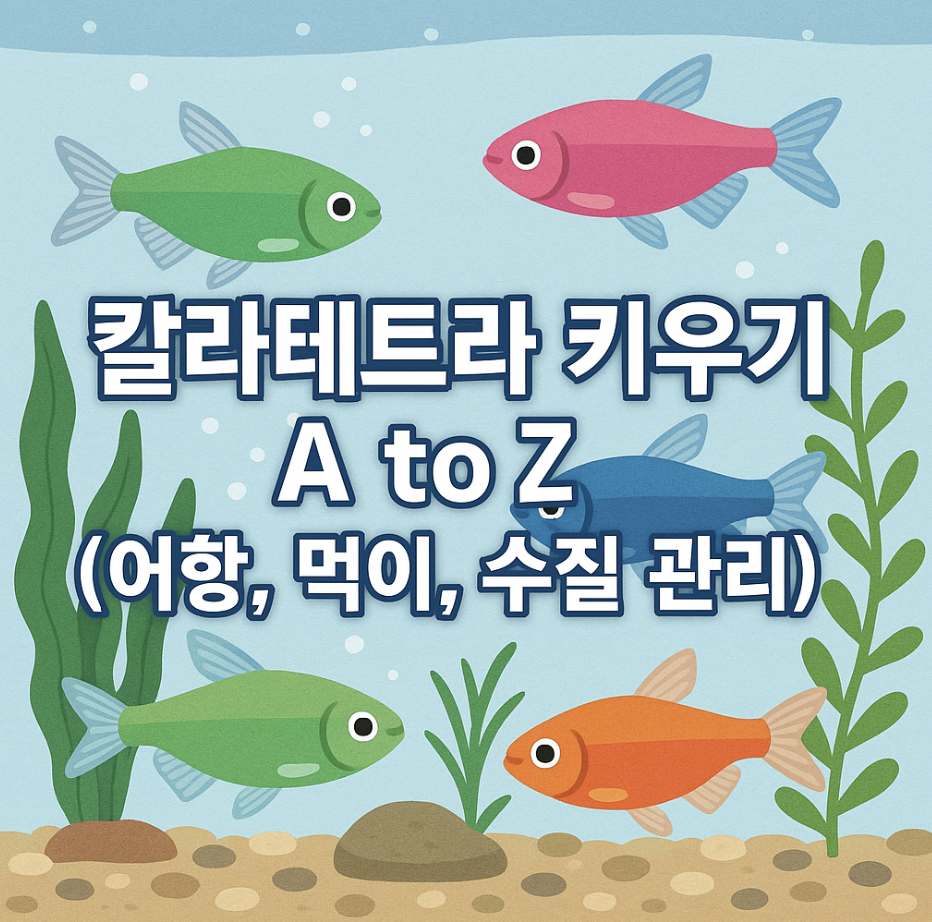 칼라테트라 키우기 A to Z (어항, 먹이, 수질 관리)