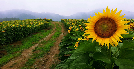 함안 강주 해바라기 축제