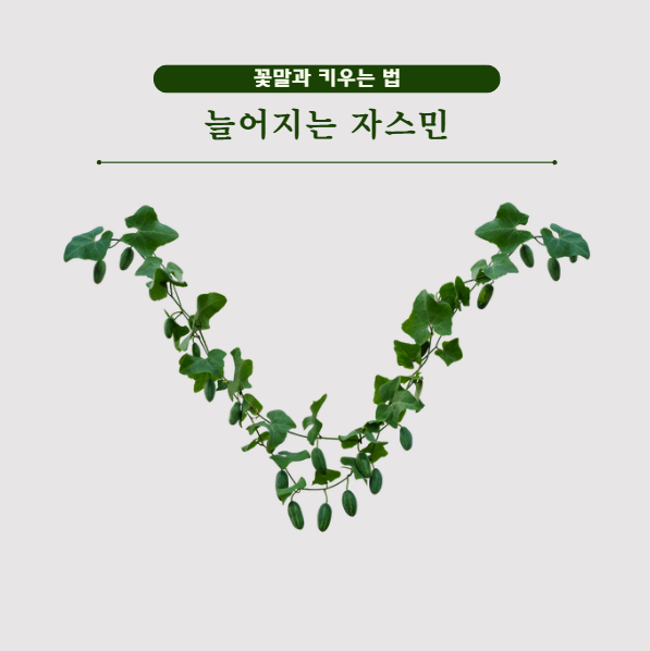 늘어지는 자스민 키우는 법, 덩굴관리