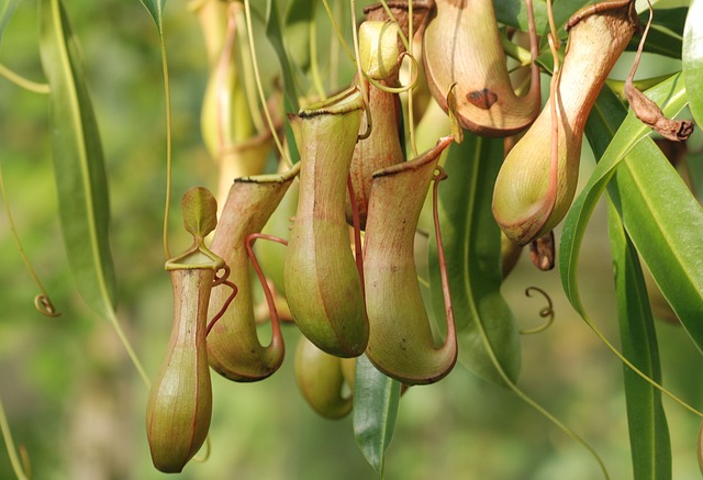 네펜데스(Nepenthes)의 벌레 잡는 잎 건강 유지법