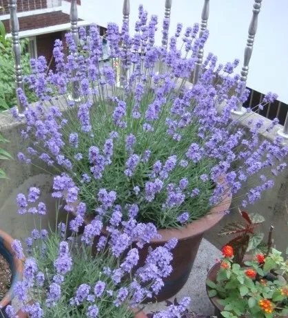 라벤더 키우기 물주기 향기관리 통풍일조 집에서도 가능한 관리_1