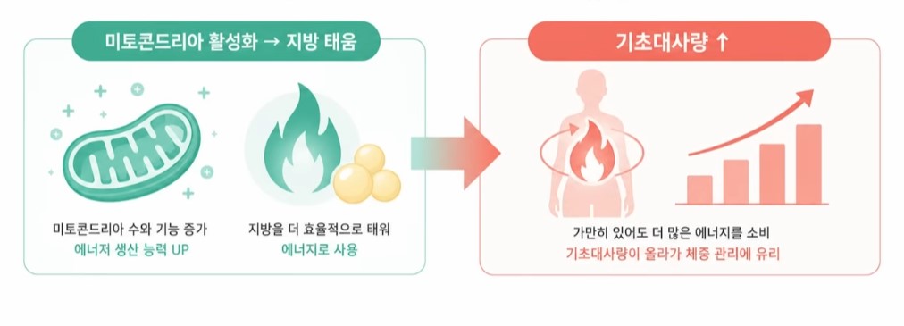 미토콘드리아 활성화가 보여주는 에너지 소비효과