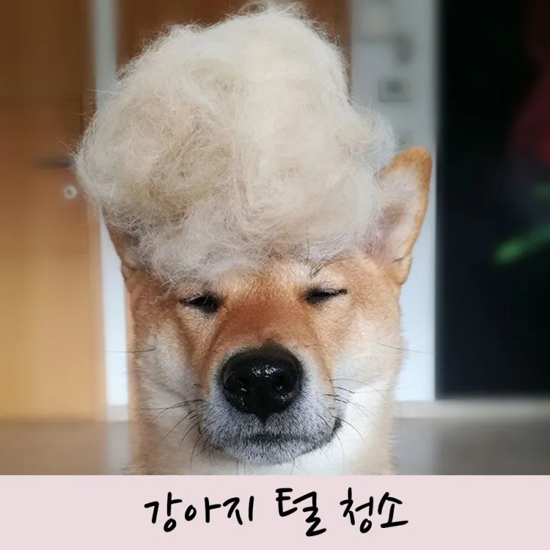 털 안 빠지는 강아지 견종 추천 털 알레르기 적은 강아지 털 안빠지는 대형견 소형견_2